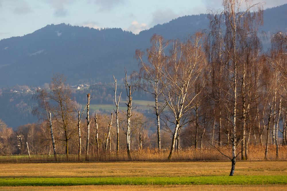 Lauteracherried im Jänner 73